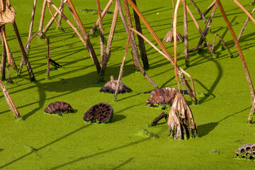 Sydney Australia, autumn by the pond with dead lotus stems with seed pods submerged 