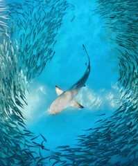 Shark and small fishes in ocean