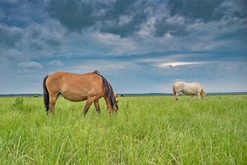 Naklejka na ściany i meble Horses graze on a green field in cloudy weather.