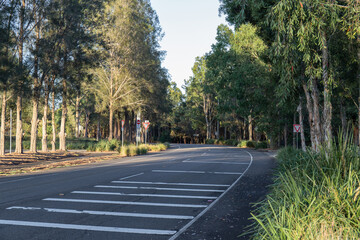 Empty road with trees on both side.