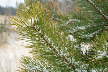 Pine branches covered with snow close-up. The symbol of Christmas and New Year. Christmas tree. Christmas background.