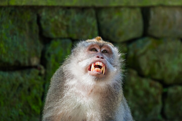 Monkey in forest park in Ubud - Bali Indonesia