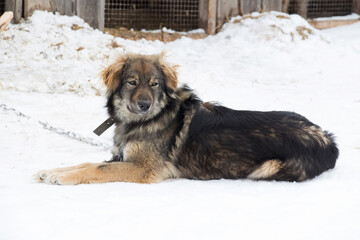 A mongrel dog lying on the ground in a dog shelter on the white snow background