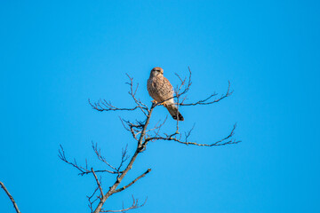 kestrel bird of prey of europe