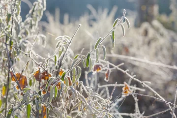 Foto op Canvas Frozen meadow © Galyna Andrushko
