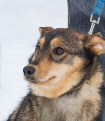 A mongrel dog walking on a leash in a dog shelter