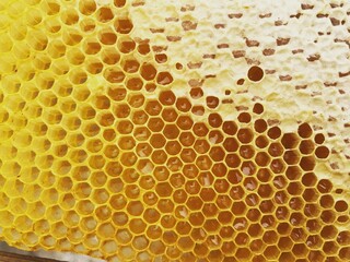 honeycomb