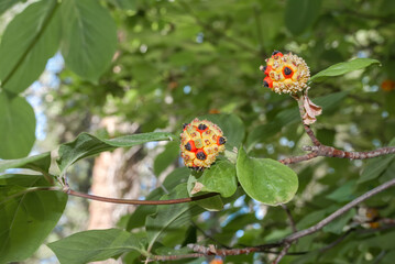 Western Dogwood (Cornus nuttallii) in forest, California, USA