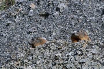 Murmeltiere im Herbst in den Alpen