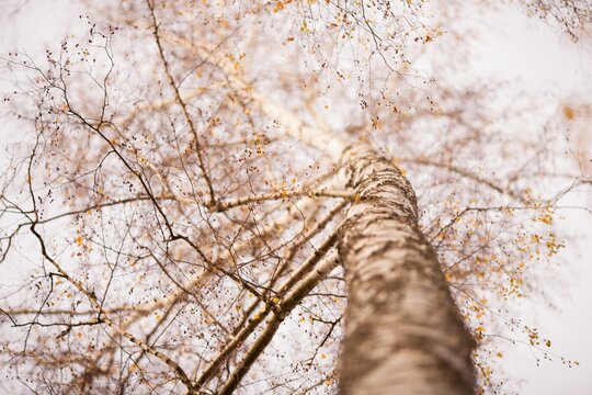 Autumn birch