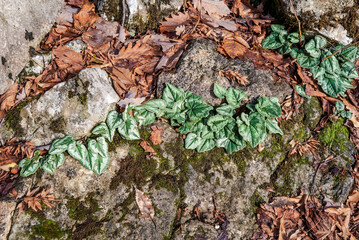 Abkhazian Cyclamen (Cyclamen abchasicum) in forest, Abkhazia