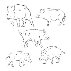 Wild boar, vector hand-drawn modern illustration. wild boar vector sketch illustration