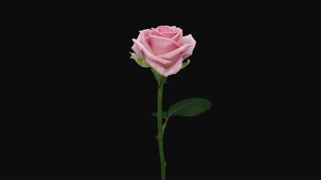 Time-lapse of opening pink Heaven rose 1a3 in RGB + ALPHA matte format isolated on black background
