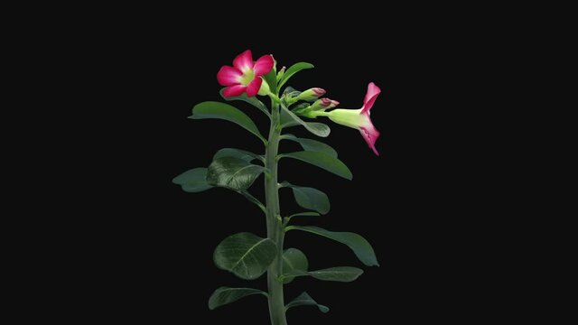 Time-lapse of growing and opening Adenium flower 8a3 in RGB + ALPHA matte format isolated on black background. Other names of Adenium are: Desert rose, Impala lily, Sabi star, Bangkok kalachuchi