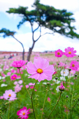 Obraz premium 茨城県ひたちなか市の公園のコスモス畑