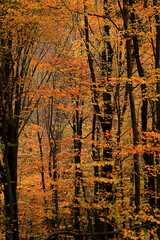 trees autumn