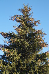 Christmas tree with cones on a blue sky background on a Sunny winter day

