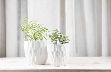 Succulent plants in white pots on a wooden rack. house gerdening. minimal home decor. scandinavian interior. hipster decor.