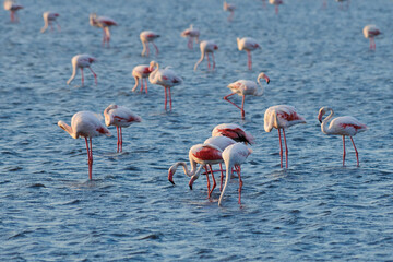 
A flock of pink flamingos in their natural environment. Flamingos on the lake.  Kurgalzhinsky reserve. Kazakhstan.
