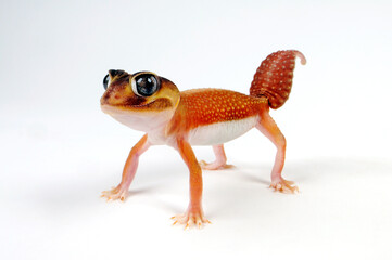 Glatter Knopfschwanzgecko // Common knob-tailed gecko (Nephrurus levis) 