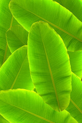 tropical banana leaves texture background.Green banana leaves background
