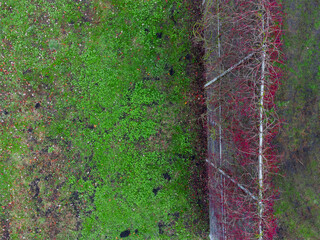 Top down aerial drone shot of overgrown high steel grid fence near soccer playground area with grass and wild wine