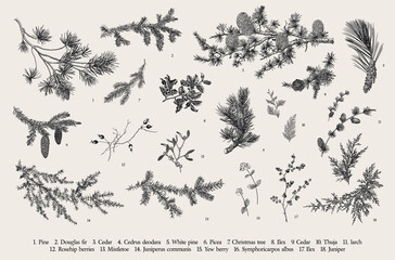 Winter set. Evergreen, cone, berries. Botanical vector vintage illustration. Black and white - 399235312