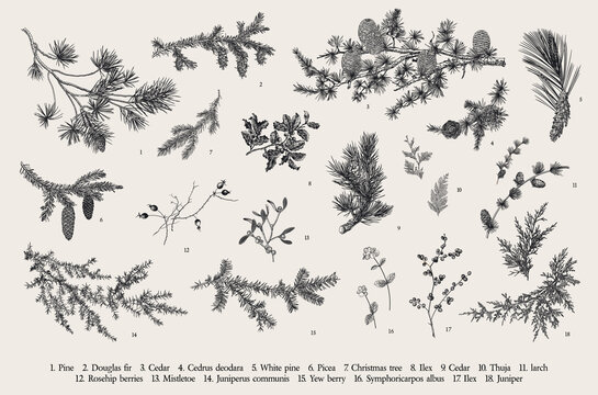 Winter set. Evergreen, cone, berries. Botanical vector vintage illustration. Black and white