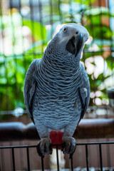 African Grey Parrot