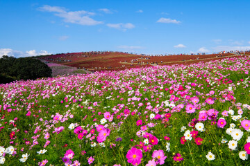 茨城県ひたちなか市の公園のコスモス畑