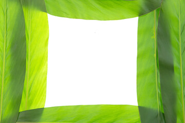 closeup of green leaves isolated on white.Green leaves border isolated on white background