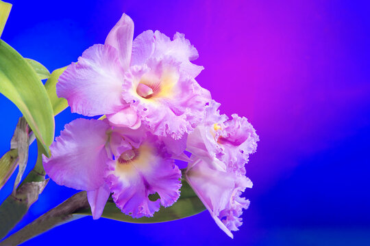 Pink cattleya orchid on colourful background
