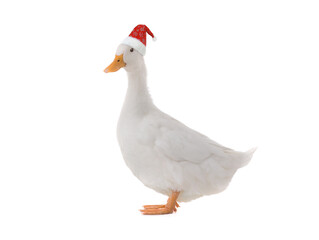 Standing beautiful white duck in santa claus hat isolated on white background
