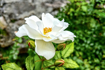 White rose flower close-up in the garden.