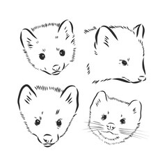 Wild sable, forest animal. Symbol of the north. Vintage monochrome style. Mammal in Europe, Russia, from the Ural Mountains. sable animal vector sketch illustration