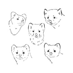 Obraz premium Wild sable, forest animal. Symbol of the north. Vintage monochrome style. Mammal in Europe, Russia, from the Ural Mountains. sable animal vector sketch illustration