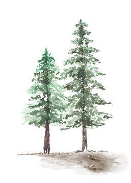 Snowy winter couple pine trees hand-painted watercolor