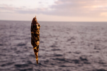 One Sea Fish Hooked