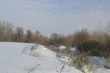 Panorama of the forest with winter cover in December. 