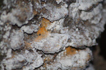 texture fungus