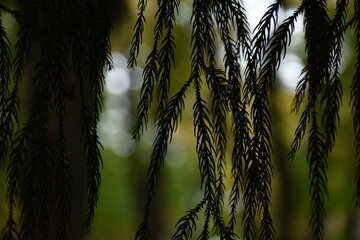 Seeing through from the shade of the pine tree in Sapporo Japan