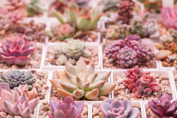 Vivid succulents Echeveria setosa, rezry and tolimanensis on succulents houseplants background