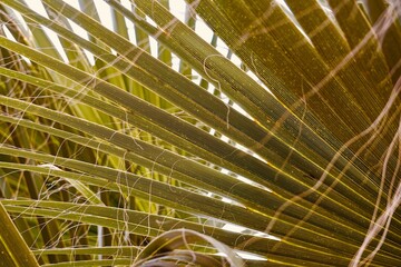 palm tree leaves, green background