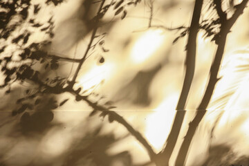 Abstract artistic background image of blurry moving tree shadow on concrete wall with combination of bright light with shade and shadow.