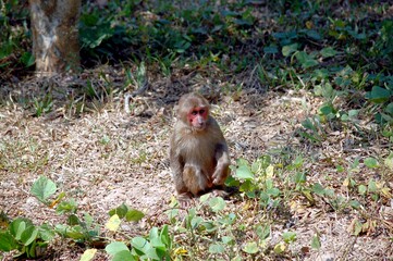 baboon sitting on a rock