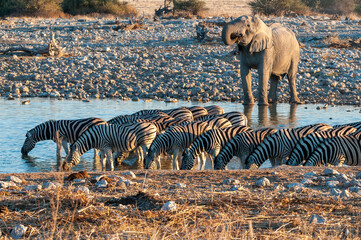 African elephant and burchells zebras at the Okaukeujo waterhole