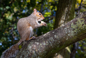 Naklejka premium Grey squirrel on a branch, London