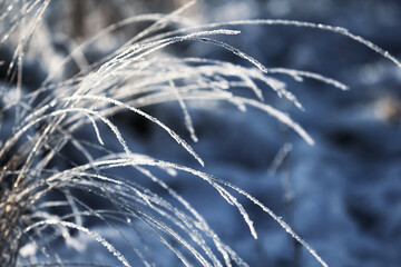 Nature winter background. Winter landscape. Grass covered with frost and snow drifts close-up. Beautiful view of the winter nature. Frost macro photo.Frozen grass.