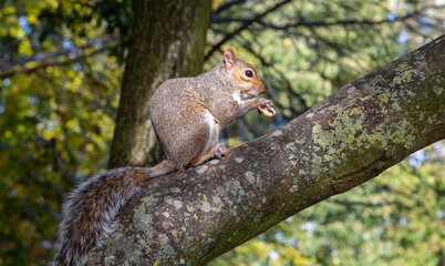 Grey squirrel on a branch, London