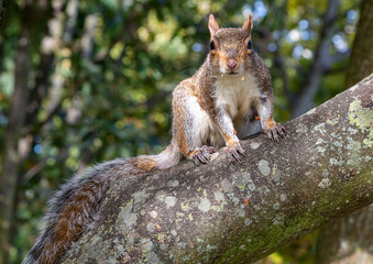 Grey squirrel on a branch, London